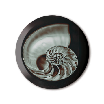 Beneath The Eyrie: Shell print