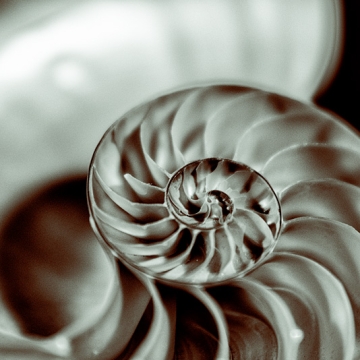 Beneath The Eyrie: Shell print