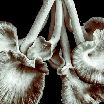 Beneath The Eyrie: Mushrooms print