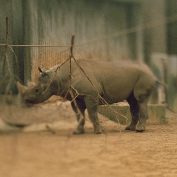 To Cage: Rhino print