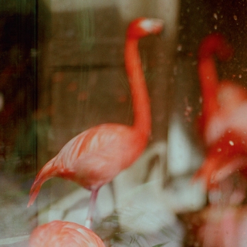 To Cage: Flamingos print