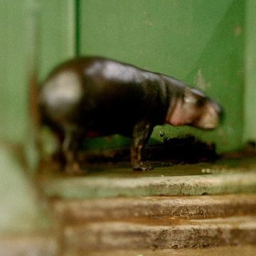 To Cage: Hippo print