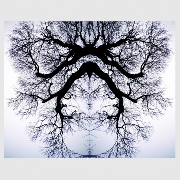 Tree Series: Hibernation