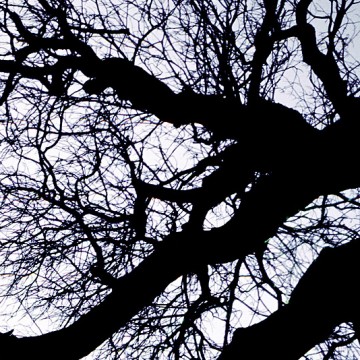 Tree Series: Hibernation