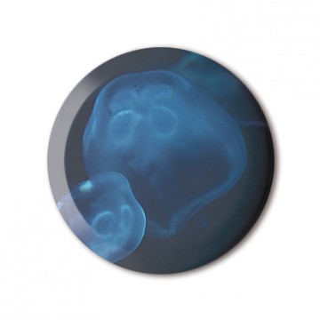 Blue Jellyfish