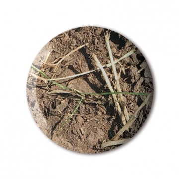 10x10 Series, Badge: 10x10