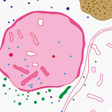 Cellular Organelles print