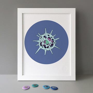Radiolaria Blue print