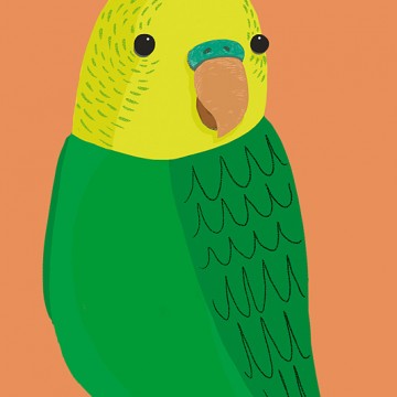 Bird (Budgie on Orange) print