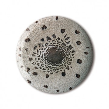 Gift Box: 4 button badges (Parasol Mushrooms)